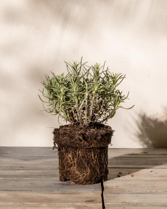 feey Lavendel (15 cm, Tierfreundlich)