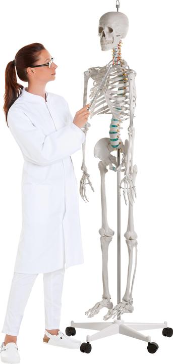 Actual product image Erler Zimmer School Skeleton Oscar