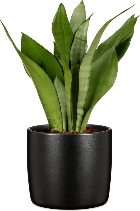 Produktbild Scheurich Blumentopf Ebano 16 cm, Schwarz (17.60 cm)