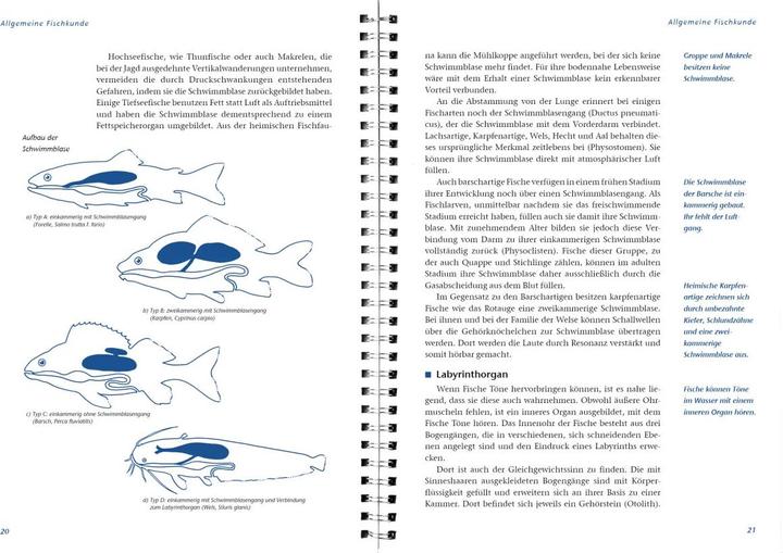 Immagine prodotto Arbeitsbuch Fischerprüfung (Tedesco, Manfred Hammer, Ernst Heddergott, Michael Möhlenkamp, Libro LV, 2015)