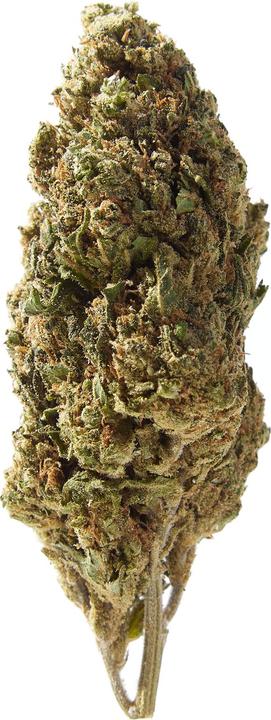 Produktbild Herba di Berna Harlequin Indoor (10 g, Indoor)