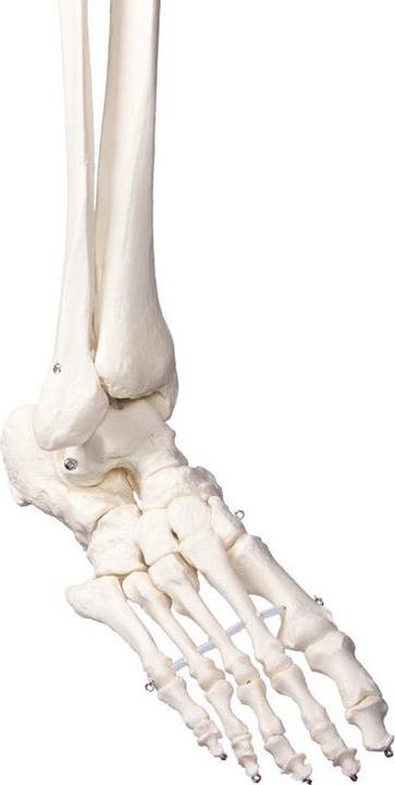 Actual product image Erler Zimmer School Skeleton Oscar