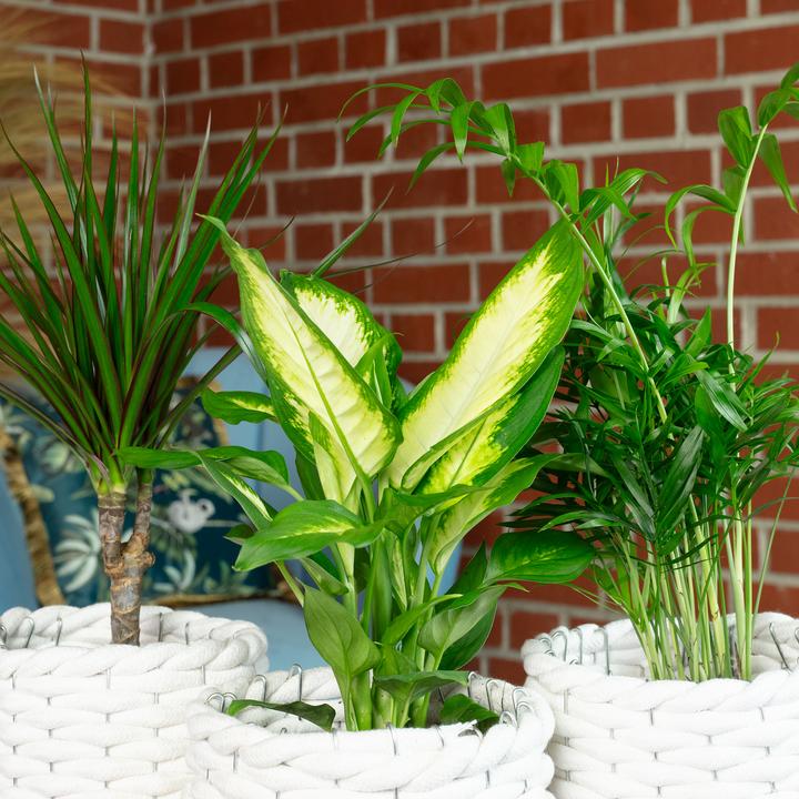 Produktbild Flowerbox 3er-Set Zimmerpflanzen Chamaedorea, Dieffenbachie, Dracaena (30 cm)