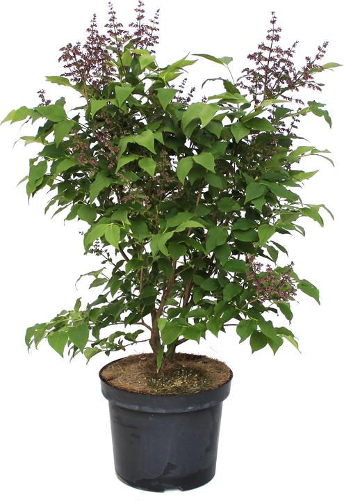 Produktbild Zulauf Koreanischer Flieder / Syringa patula 'Miss Kim' (70 cm)