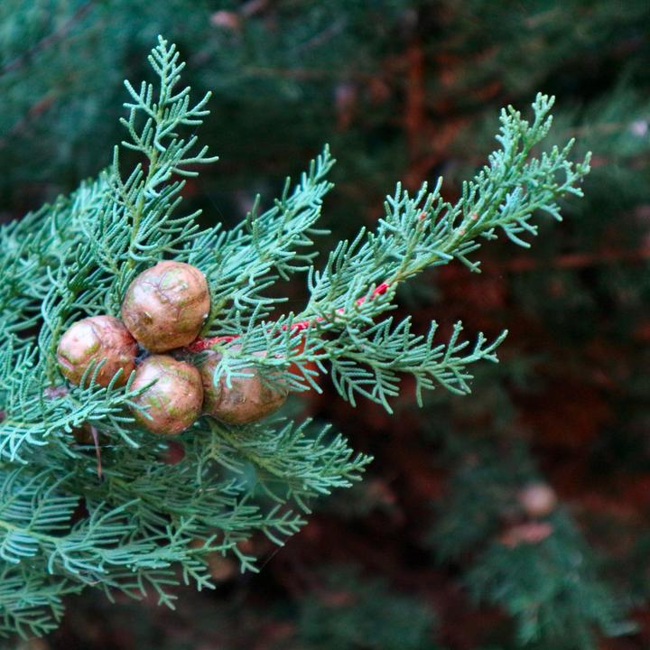Produktbild Plant in a Box Cupressus sempervirens totem - Toskanische Zypresse (60 cm)