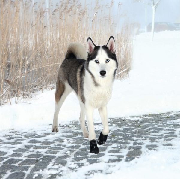 Image du produit Trixie Protège-pattes Walker Active Taille XL (XL, Chaussures pour chien)