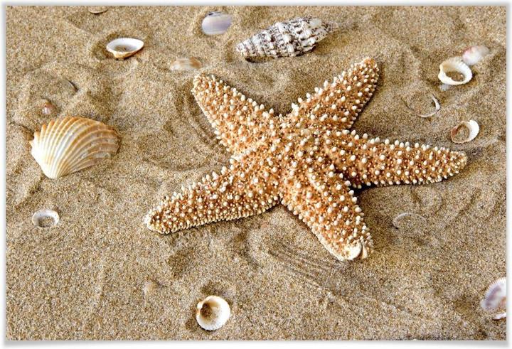 Actual product image Trenddeko Patrick the starfish (45 x 30 cm)