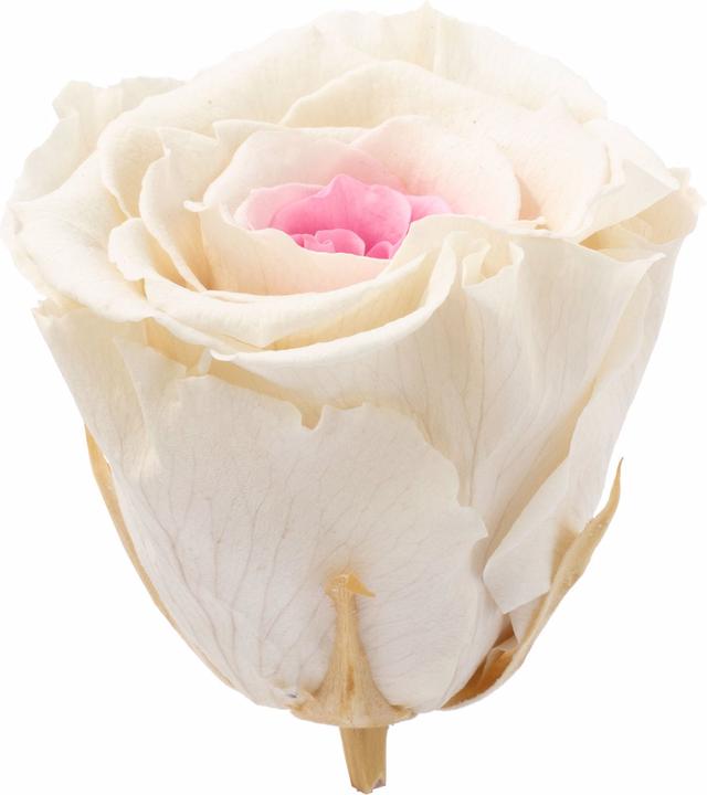 Produktbild Flowerbox 6er-Pack Infinity-Bloom konservierte Rosenköpfe XL (Infinity Blumen)