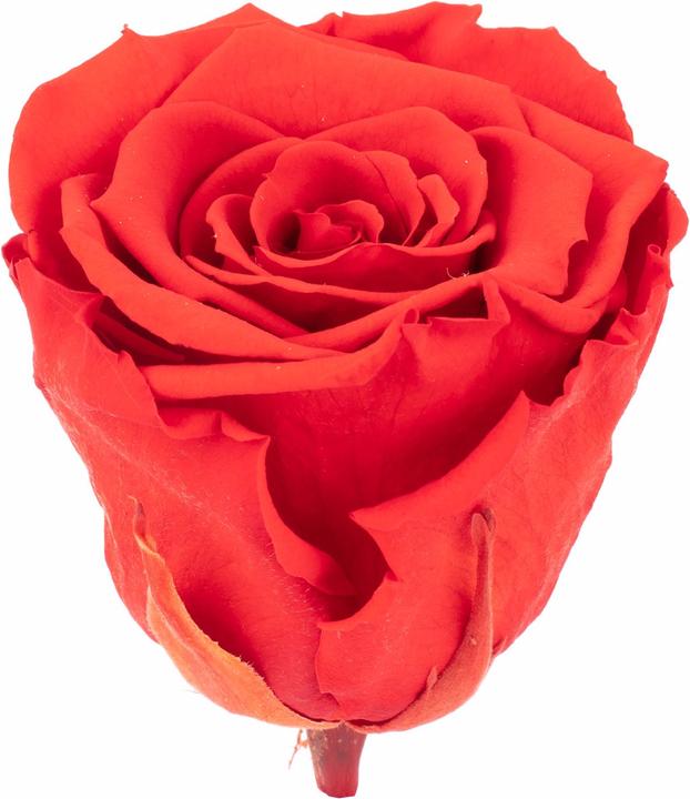 Produktbild Flowerbox 6er-Pack Infinity-Bloom konservierte Rosenköpfe XL (Infinity Blumen)
