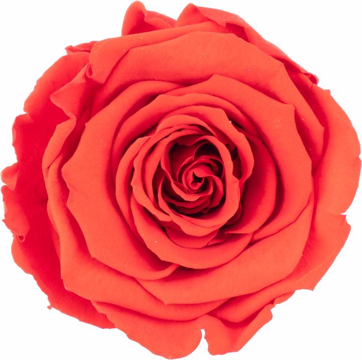 Produktbild Flowerbox 6er-Pack Infinity-Bloom konservierte Rosenköpfe XL (Infinity Blumen)