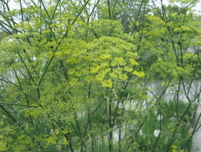 Produktbild Sonnentor Fenchel ganz Bio (40 g)