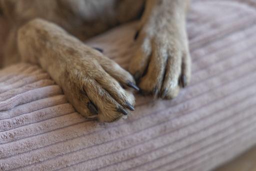 Produktbild Designed by Lotte Liegebett Ribbed (Hund)
