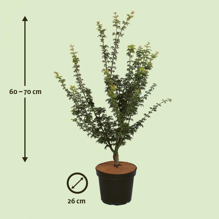 Actual product image Zulauf Japames Maple (70 cm)
