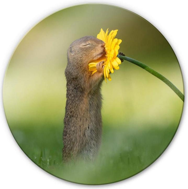 Actual product image Trenddeko van Duijn - Gopher smells flower (Ø 70 cm)