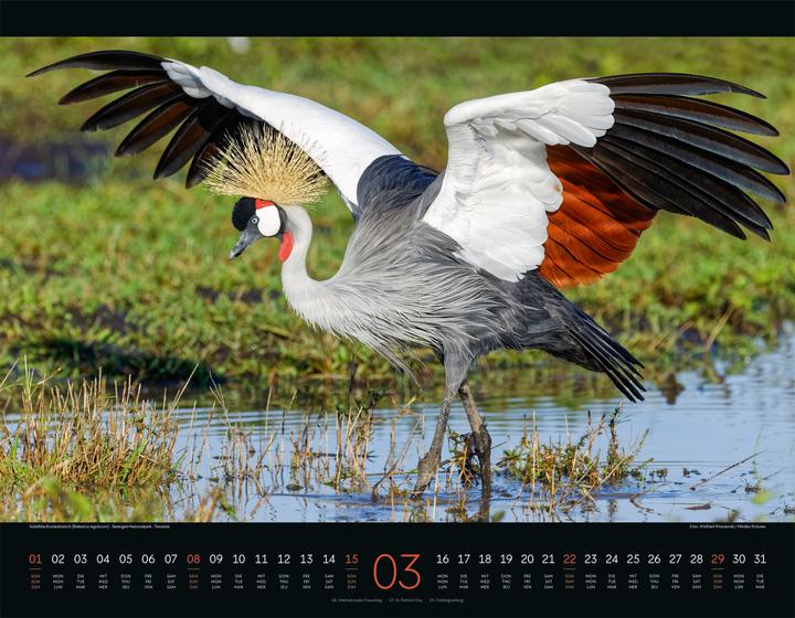 Immagine prodotto Wildes Afrika Kalender 2026 (54 x 42 cm, Copertina rigida, Inglese, Francese, Tedesco)