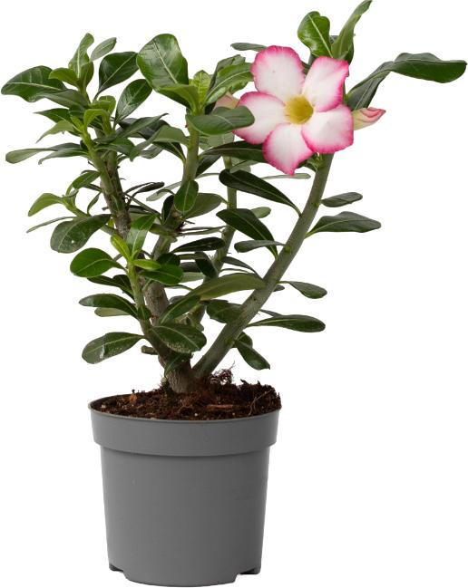 Produktbild Plant in a Box Adenium Obesum 'Pink Star' - Wüstenrose (30 cm)