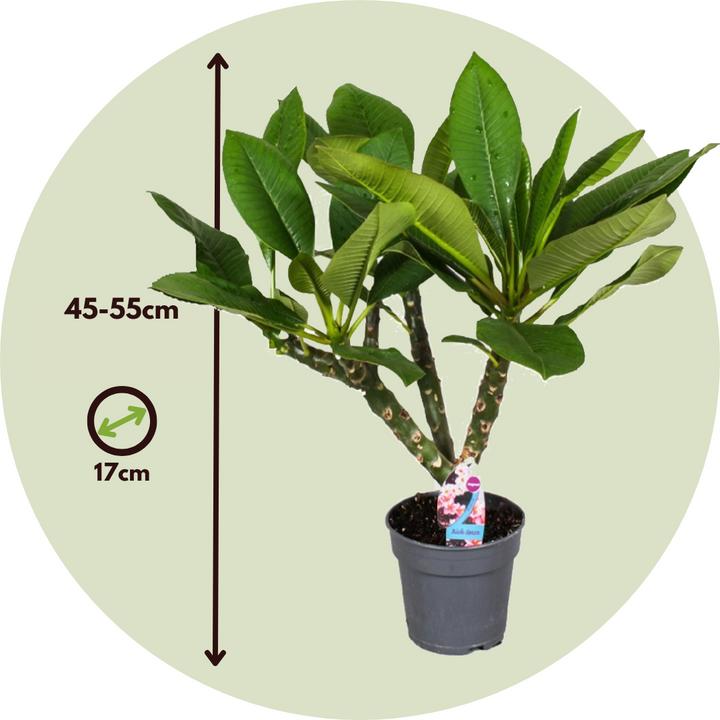 Image du produit Plant in a Box Plumeria rubra - Hawaii pflanze (45 cm)