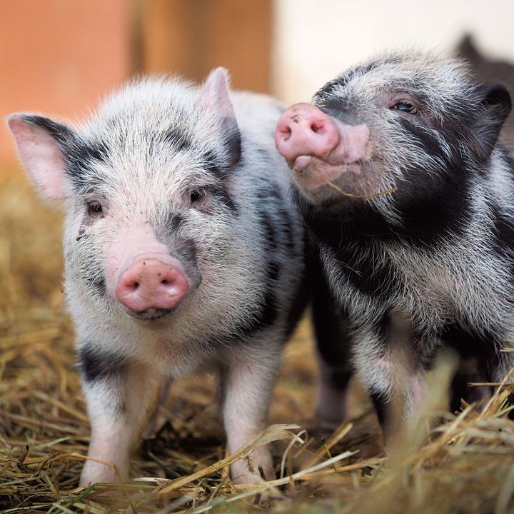 Actual product image Piggies/Piglets 2024 (Hardcover, Spanish, French, Czech, Italian, Dutch, Polish, German, English)