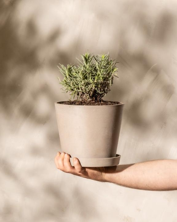 Actual product image feey Lavendel (15 cm, Animal friendly)