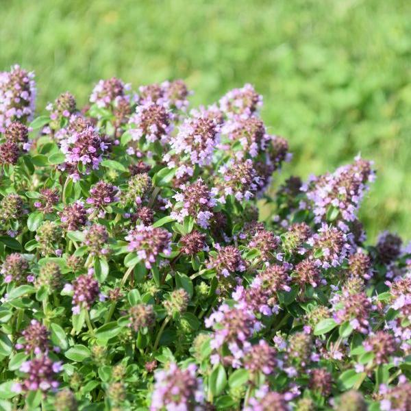 Produktbild Säntispracht 6 er Set, Der bodendeckender Arznei-Feld-Thymian - Thymus pulegioides (25 cm)