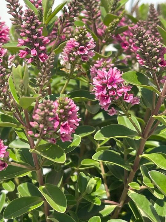 Produktbild Plant in a Box Hebe All Blooms 'Samona' - (30 cm)