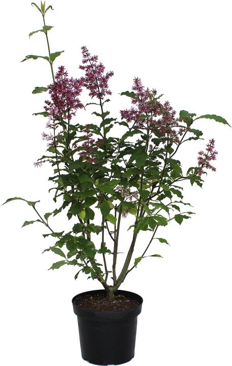 Produktbild Zulauf Kanadischer Flieder / Syringa (PRE) 'Redwine' (70 cm)