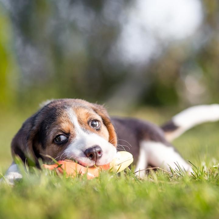 Produktbild Relaxdays Hundespielzeug Wurst (Zerrspielzeug Hund)
