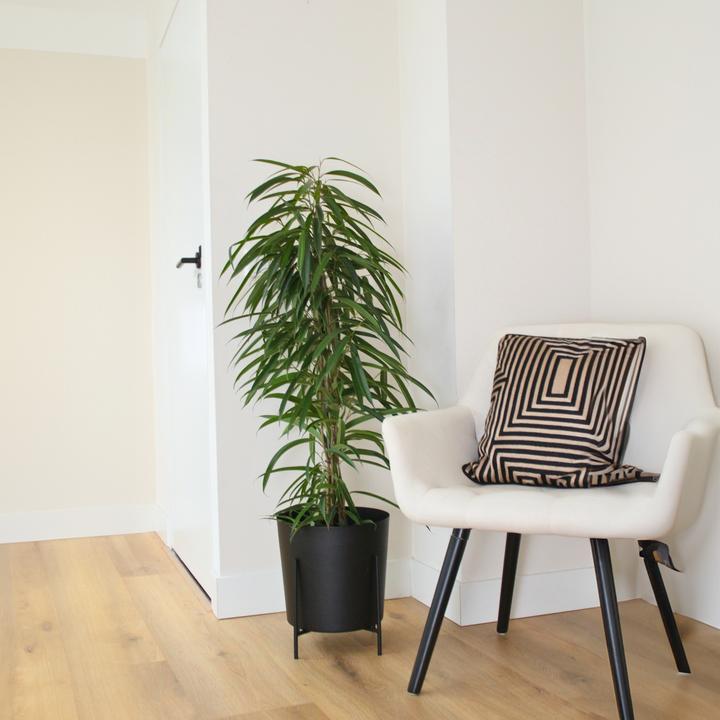 Image du produit Plant in a Box Ficus Binnendijckii Alii - Plante violoniste (100 cm)