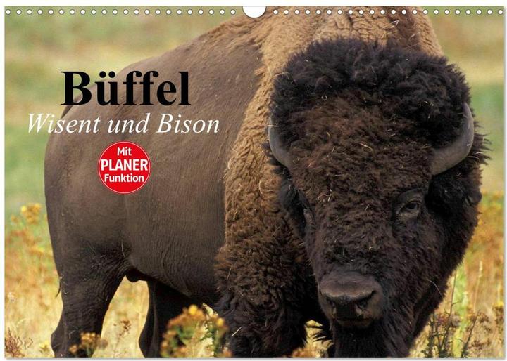 Produktbild Bffel. Wisent und Bison (Wandkalender 2025 DIN A3 quer), Monatskalender (A3, Deutsch)