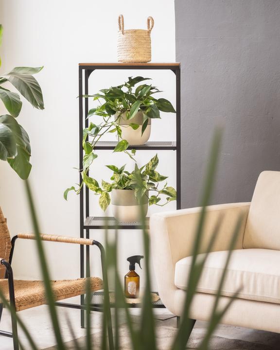 Actual product image feey Large ivy Marble Queen (35 cm, Freshly repotted)