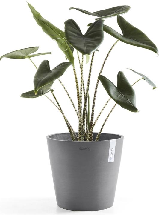Actual product image Ecopots Amsterdam (40 cm)