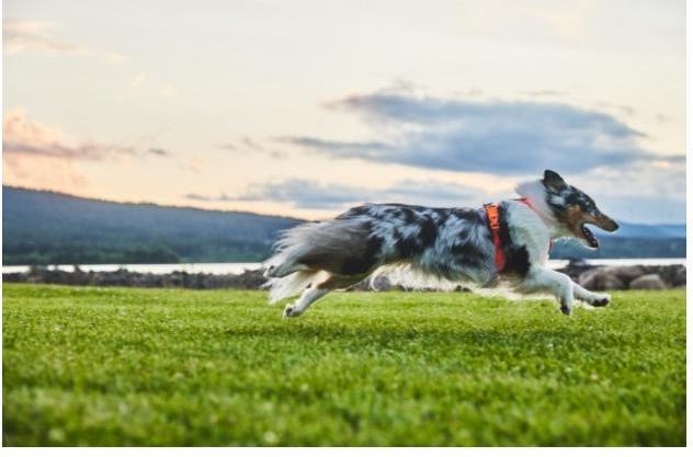 Immagine prodotto Non-Stop Dogwear Imbracatura di linea 5.0 Arancione 8 (8, Cane, Generale)