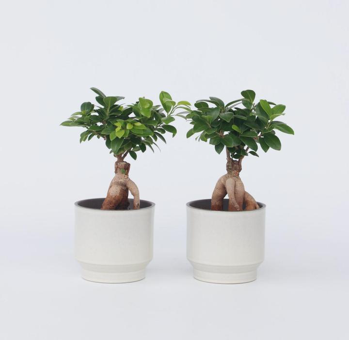 Produktbild Plant in a Box Ficus microcarpa Ginseng - 4er Set Bonsai (30 cm)