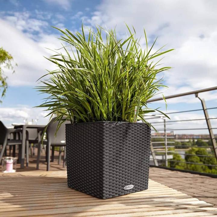 Image du produit Lechuza Cube Cottage (29.50 cm)