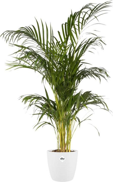 Produktbild Elho Brussels (24.30 cm)