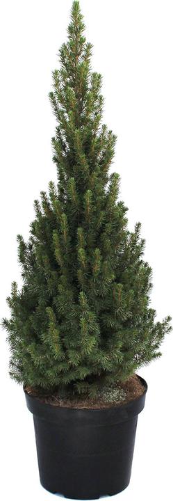 Image du produit Zulauf Zuckerhut-Fichte / Picea glauca 'Conica' (50 cm)