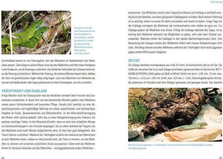 Actual product image Smaragdeidechsen Lacerta bilineata und Lacerta viridis (German, Martin Dieckmann, 2017)