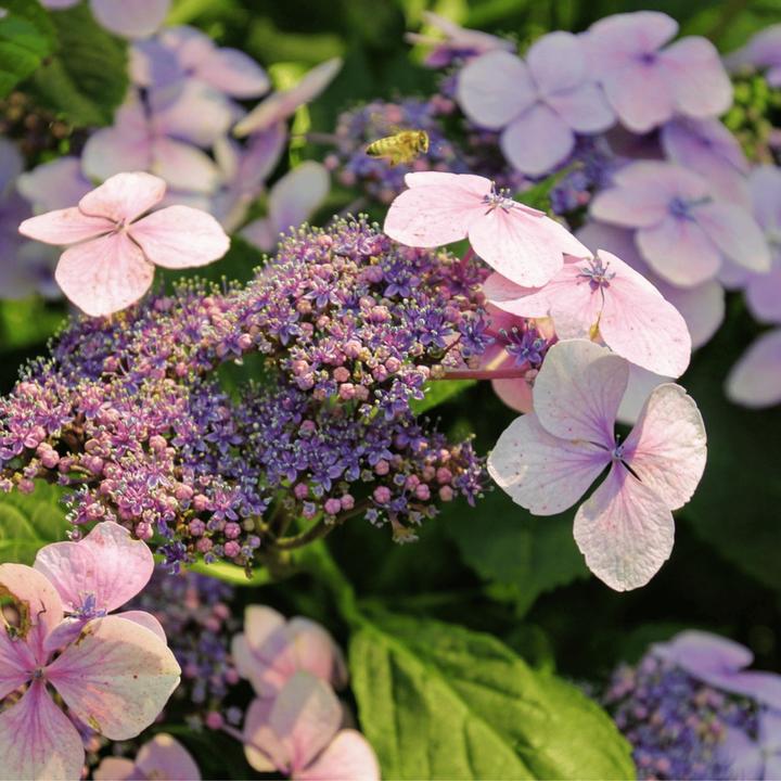 Produktbild Plant in a Box Hydrangea serrata 'Magic Pillow' - Hortensie (25 cm)