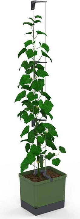 Produktbild Gusta Garden Curt Cucumber (33.50 cm)