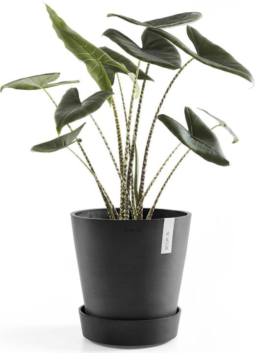 Immagine prodotto Ecopots Piattino su ruote