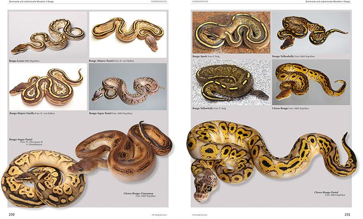 Image du produit python regius (Allemand, Stefan Broghammer, 2025)