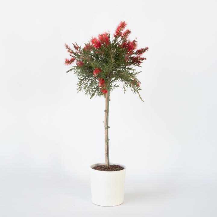 Produktbild Plant in a Box Callistemon citrinus 'Splendens' - Lampenreiniger (90 cm)