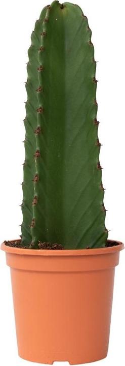 Produktbild Plant in a Box Euphorbia ingens - Cowboy-Kaktus (40 cm)