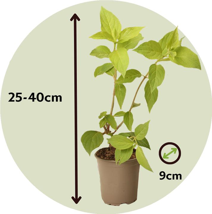 Immagine prodotto Plant in a Box Hortensia Paniculata 'Pink Lady', 'Phantom', 'Silver Dollar' - Set di 6 ortensie (25 cm)