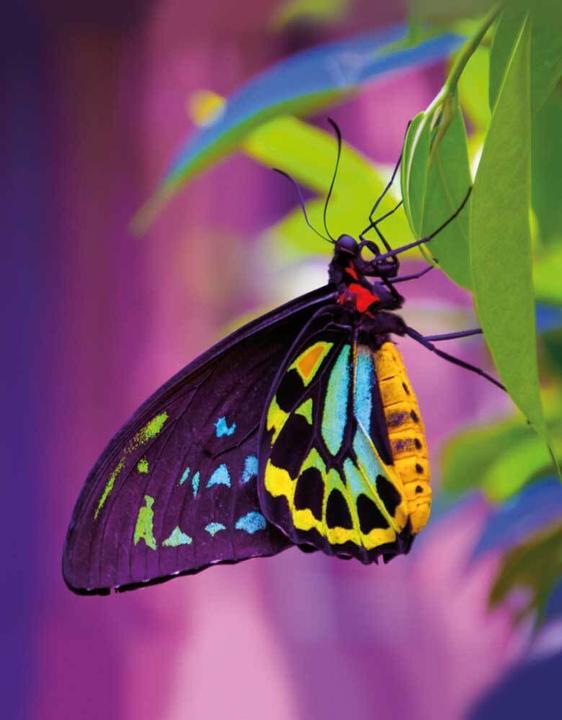 Tushita Butterfly (Liniert)