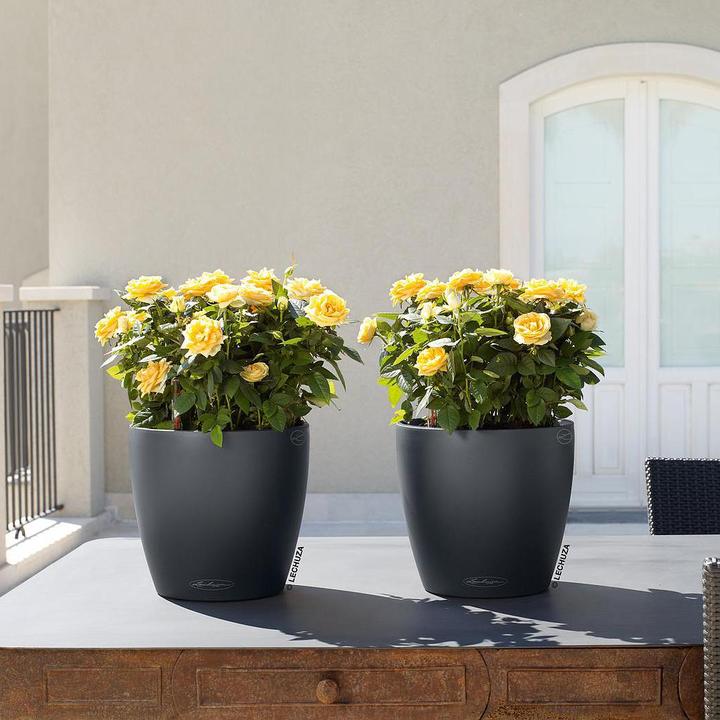 Actual product image Lechuza Classico 18 (19 cm)