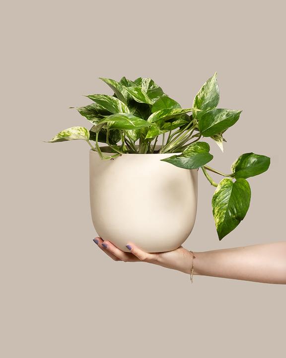 Actual product image feey Large ivy Marble Queen (35 cm, Freshly repotted)