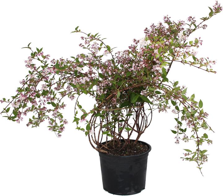 Immagine prodotto Zulauf Kalmien-Deutzie / Deutzia purp. 'Kalmiiflora' (60 cm)