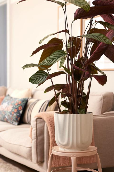 Produktbild Elho Vibes (29.50 cm)