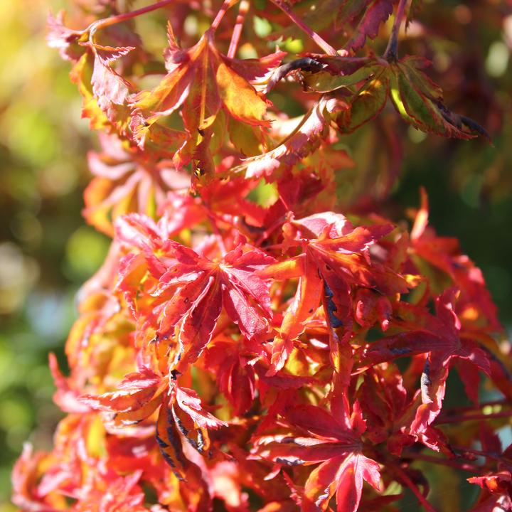 Actual product image Zulauf Japames Maple (70 cm)